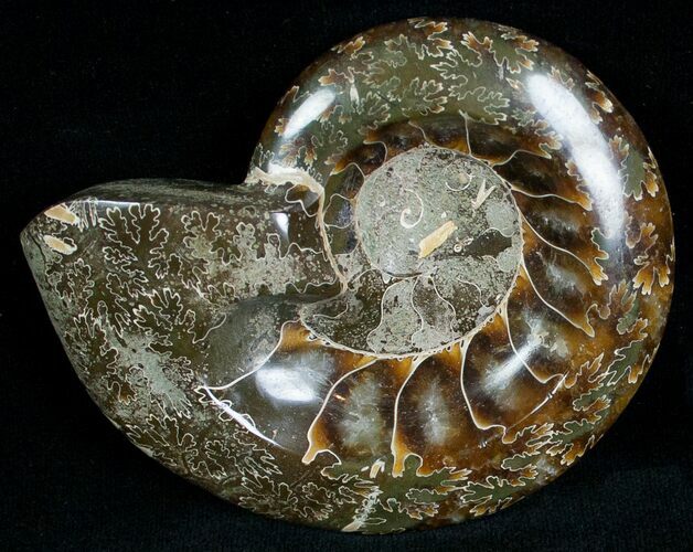 Wide Polished Ammonite Dish #7021